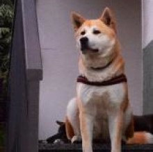 Immagine del profilo di Yukiko Cerbone
