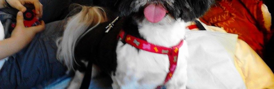 lolaperla's couverture