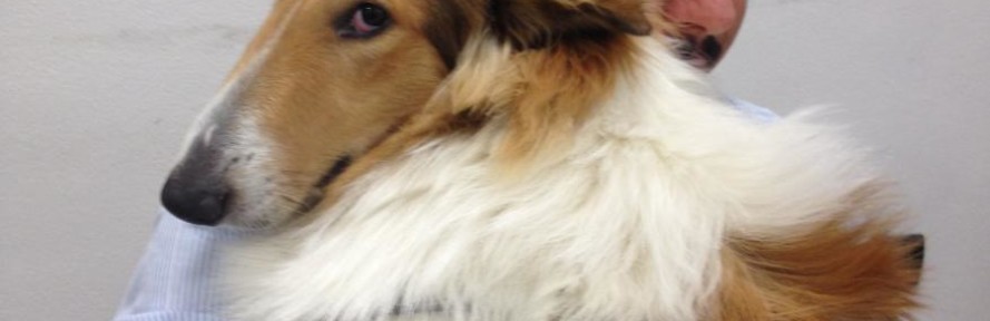 Italiancollie's couverture
