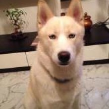 Yaki Cestari's avatar