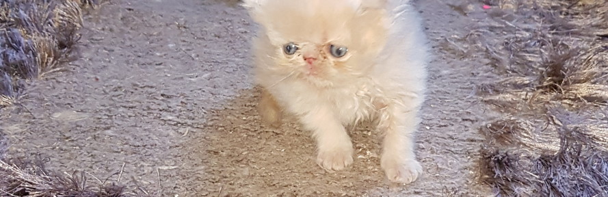 Carmine Miceli's cover