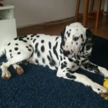 Avatar de lucky dalmata
