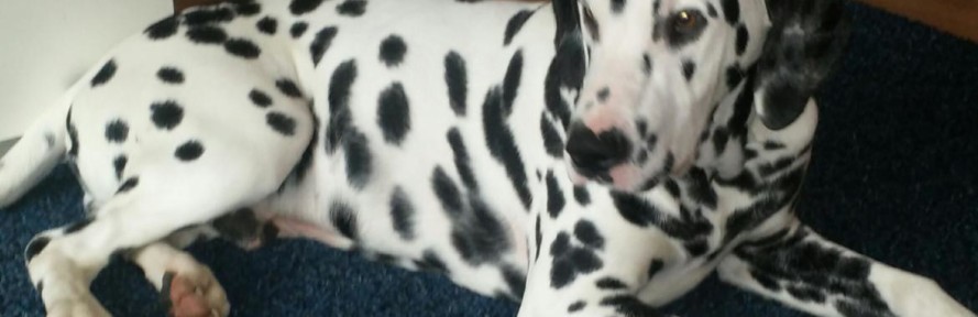lucky dalmata's cover