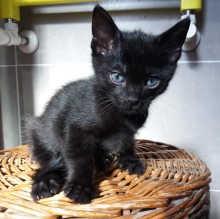 Immagine del profilo di Suzana Todorovic-Marrella