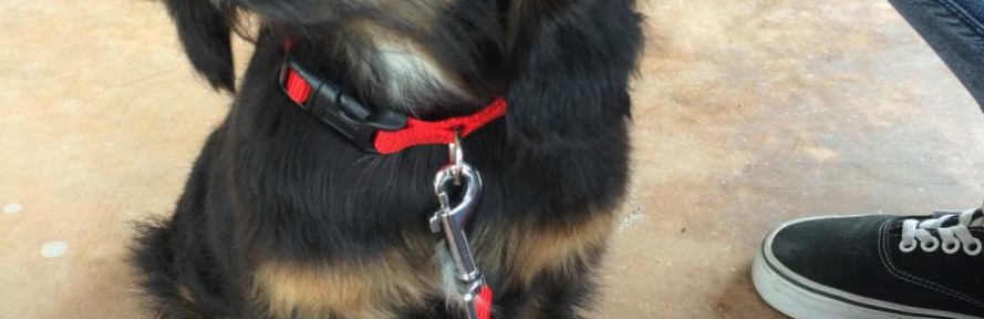 Cover di Thor Bora