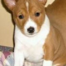 dhaki basenji's avatar