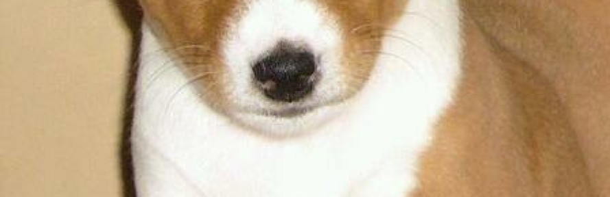 dhaki basenji's couverture
