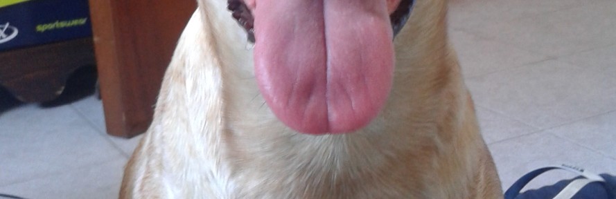 Alessia Corona's couverture