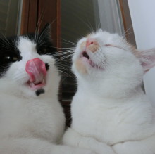 Immagine del profilo di Willow K