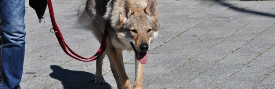 rayna benelli's cover