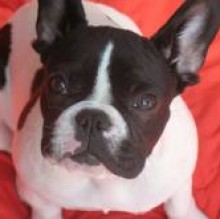 francynina's avatar