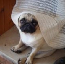 SandyLovePug's avatar