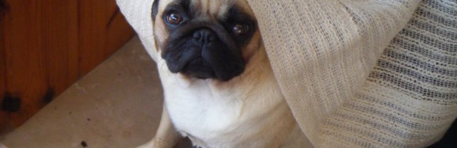 SandyLovePug's couverture