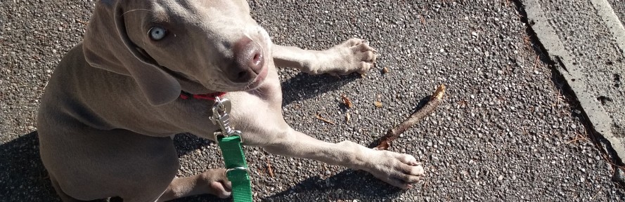 Gabriele Andreatta's cover