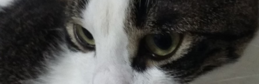 Kamala Randazzo's cover