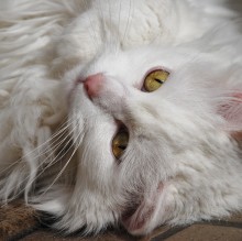 Kamala Randazzo's avatar