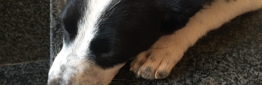 Cover di Antonio Migliaccio