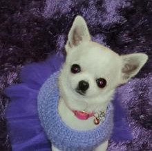 Diva Fanari's Avatar