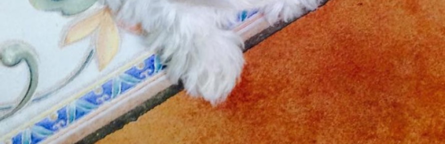 Cover di Whisky Pisano