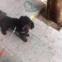 silviaefreddo's avatar