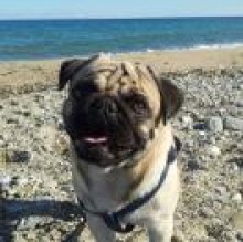 DodoPug's avatar
