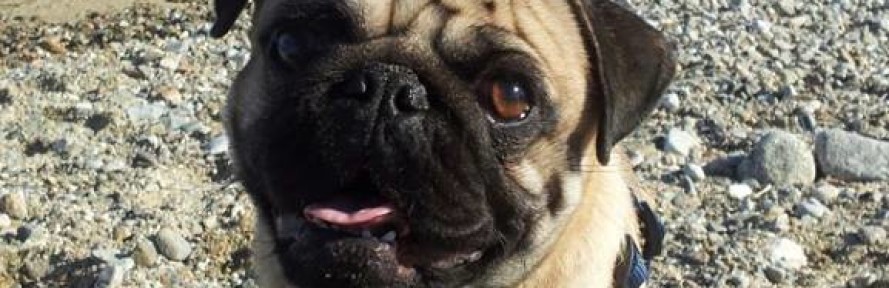 DodoPug's cover