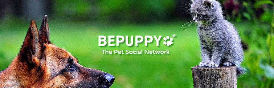 Bepuppy's cover
