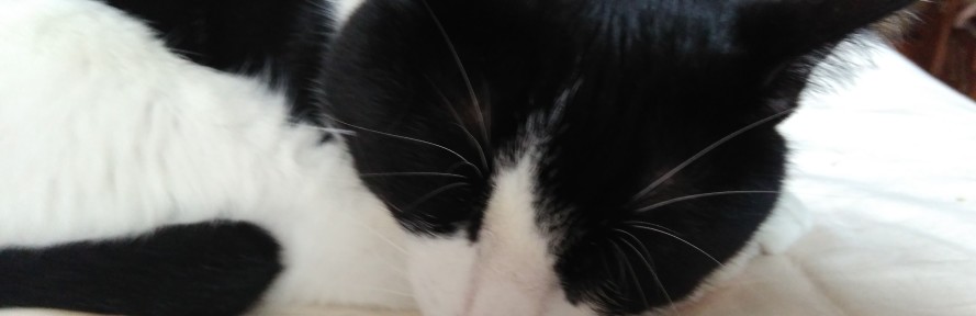 Massimilla Marin Brescia's cover