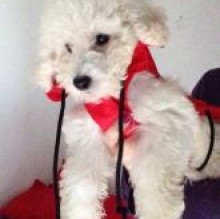 Neve Gardelli's avatar