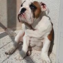 Immagine del profilo di LadyBulla