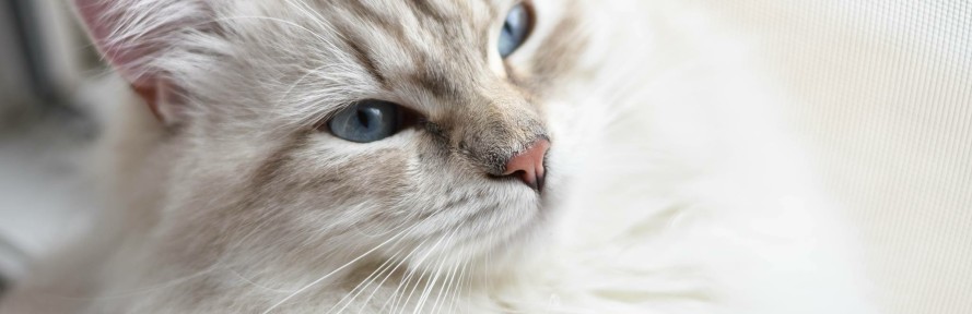 Rebecca Scano's couverture