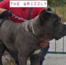 TheGrizzly DiVia's avatar