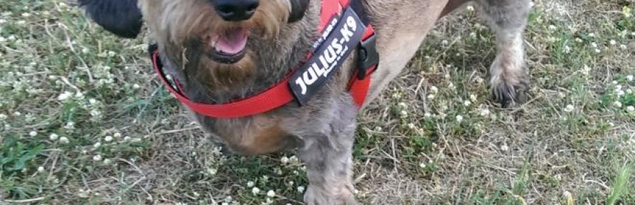 Nala86's couverture