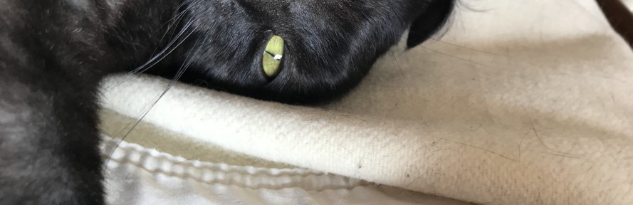 Beatrice Pozzi's cover