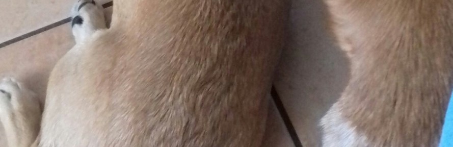 Cover di Eleonora Dall'Armi Gobbo