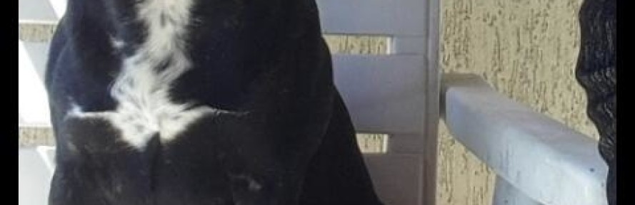 yakostaffy's cover