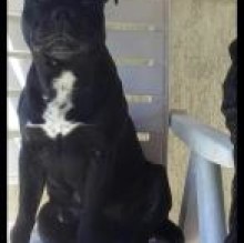Avatar de yakostaffy