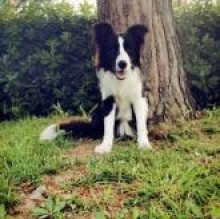Avatar de Lucky Labusga