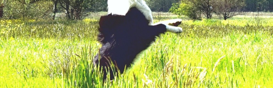 Pepino2012's couverture