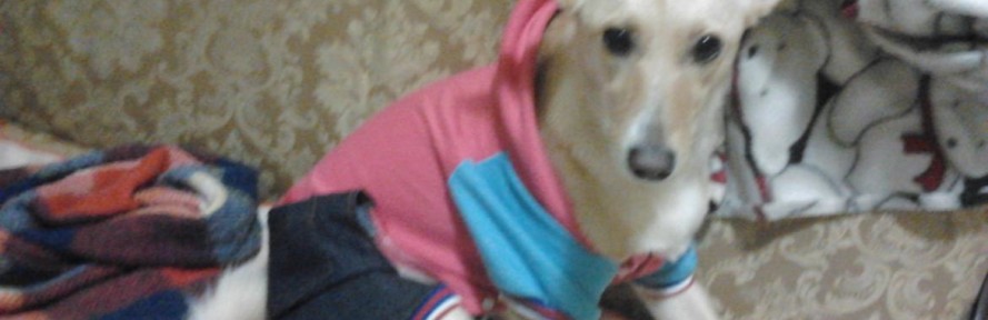 Sophiechic's cover