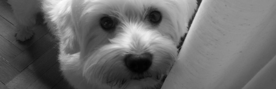 Rudy2010's cover