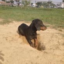 Tot ilBassotto's avatar