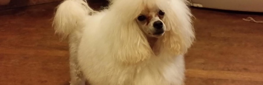 liujo's cover