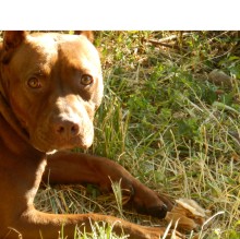 Immagine del profilo di Roberto