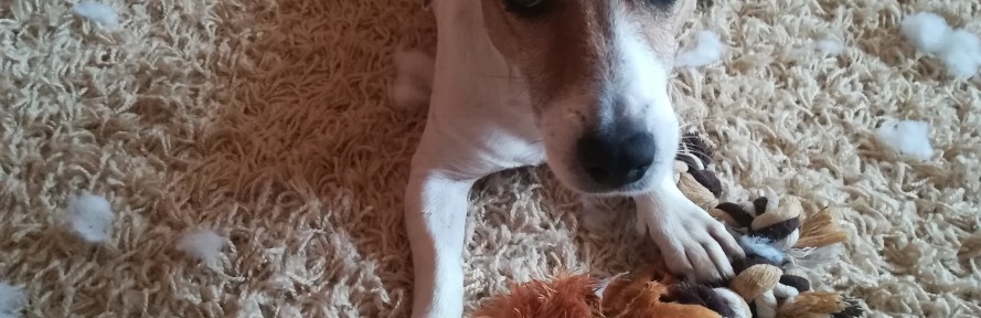 Patka Zelinska's couverture