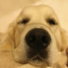 Avatar de Delia Sottocornola