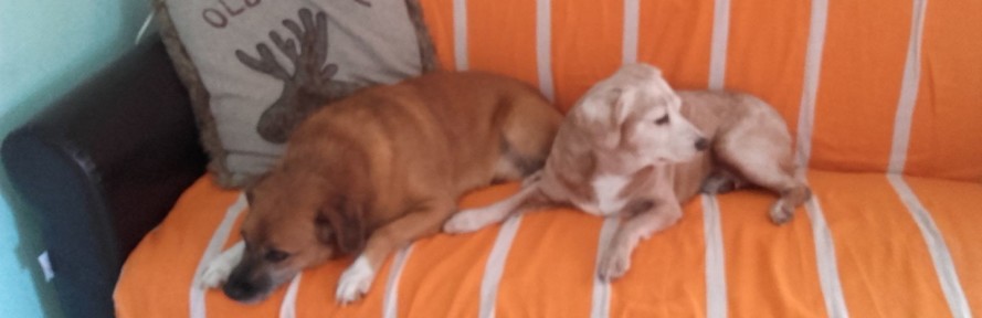 Madhubala Lo Gioco's cover