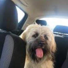 Avatar de Romeo Longanesi