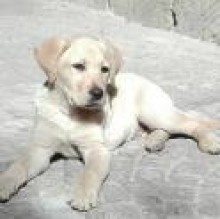 pigreco's avatar