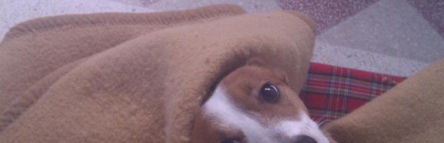 pieroxx's cover